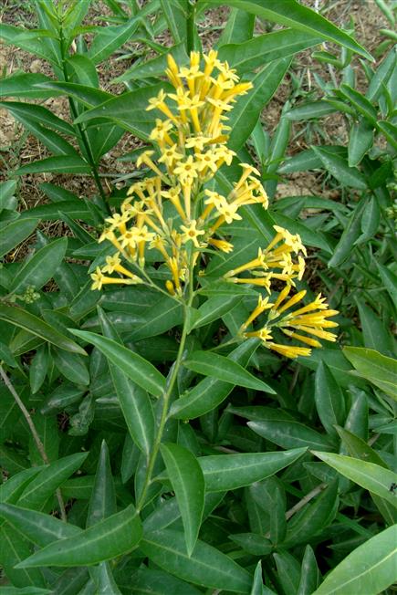 Cestrum parqui